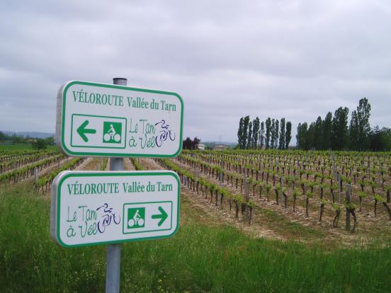 Vignoble