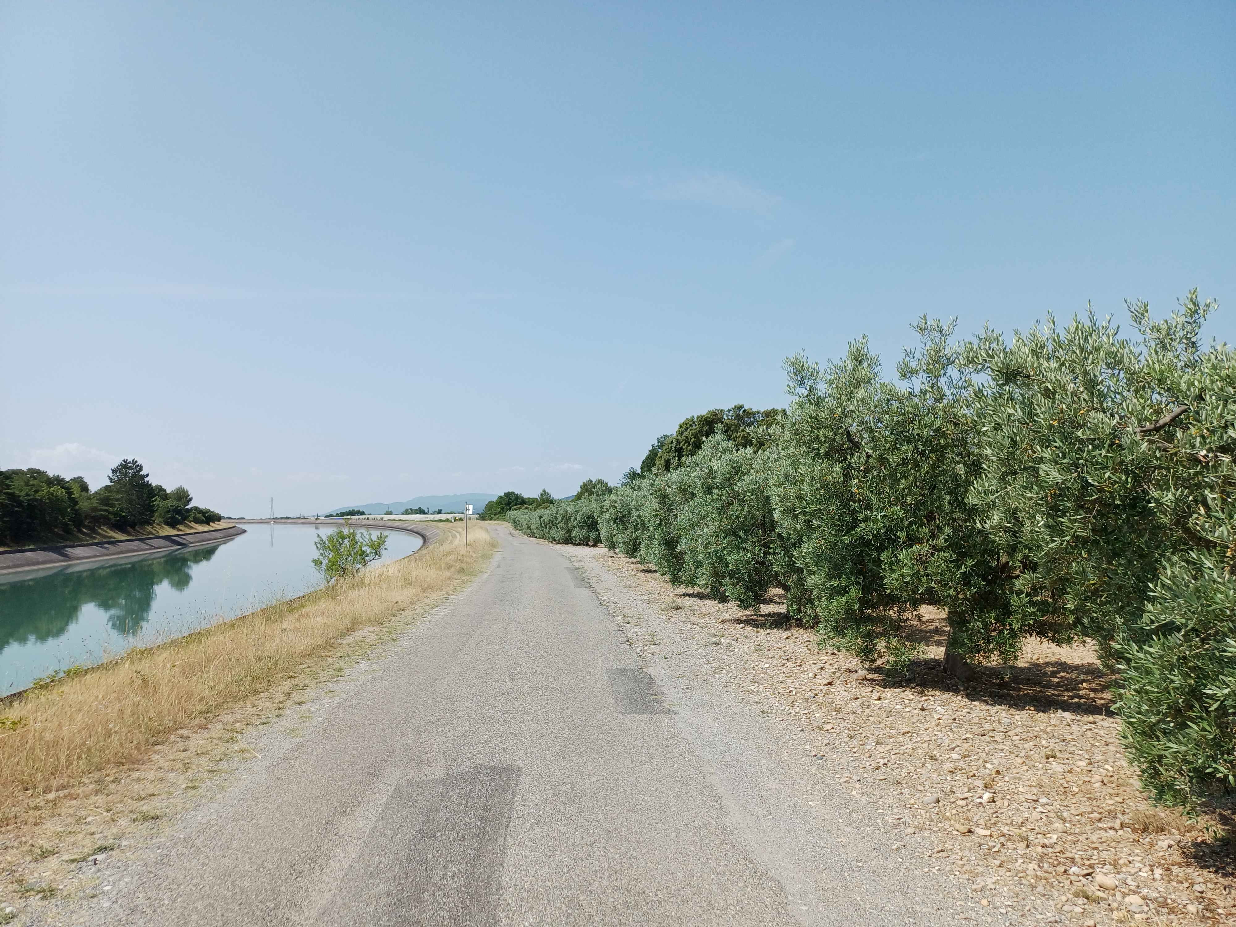 Oliveraies en bord de canal EDF