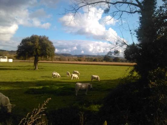 Forêt de Tronçais au loin