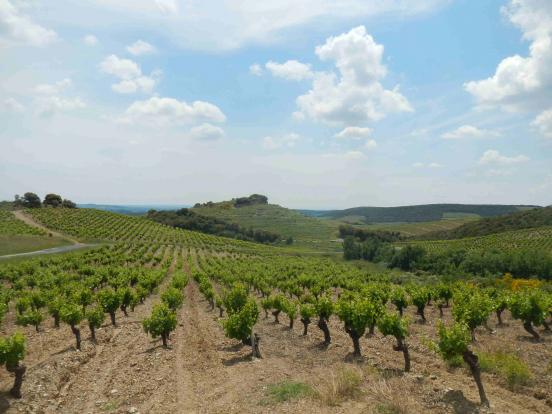 Côteaux de vignes