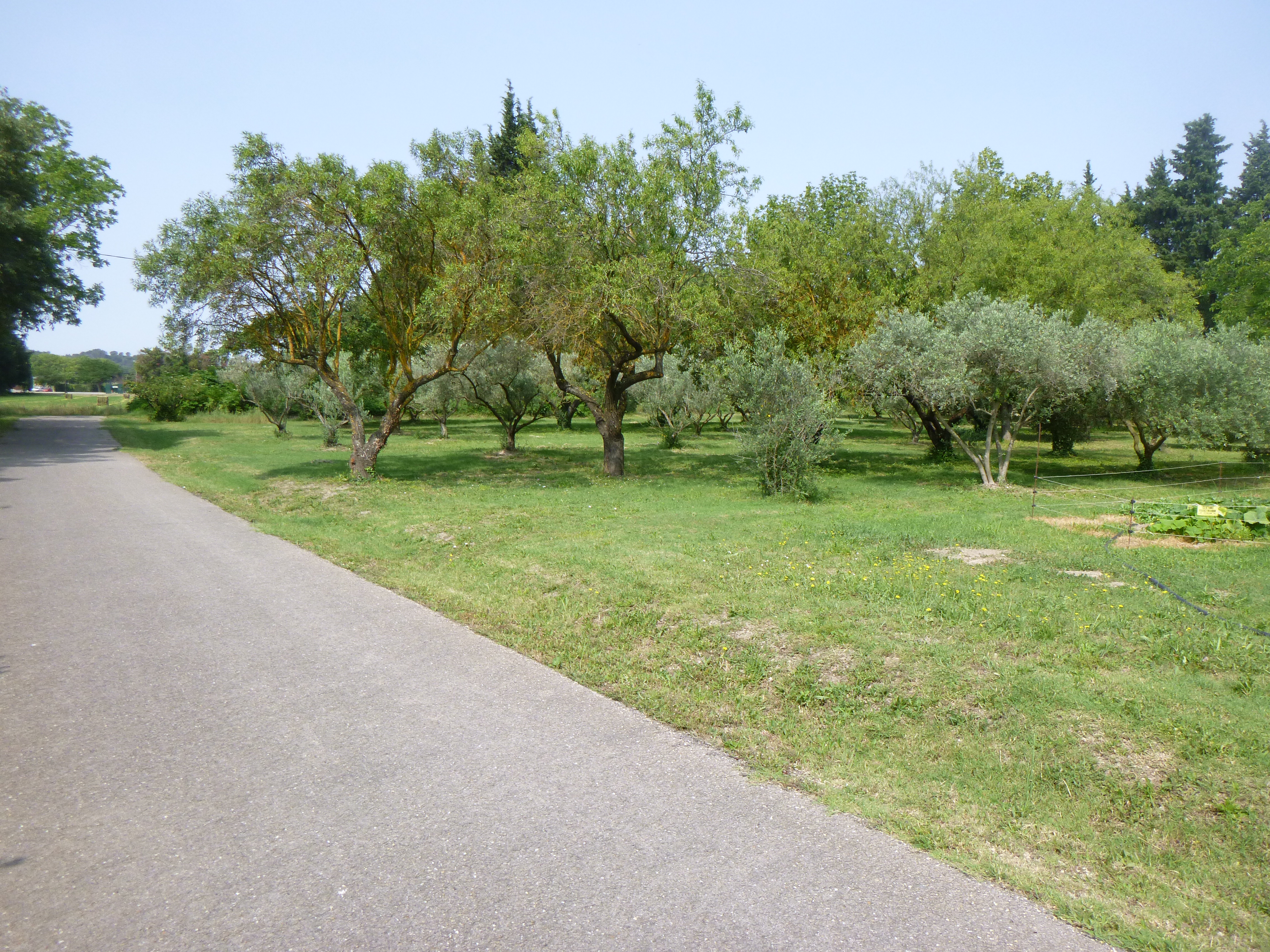 Vergers et oliveraies