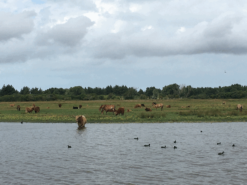 Saint-Firmin : vue sur l'étang
